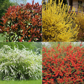 Collection Haie printanière - 4 arbustes - Photinia, Forsythia, Spireae Grefsheim , Chaneomeles - Arbustes