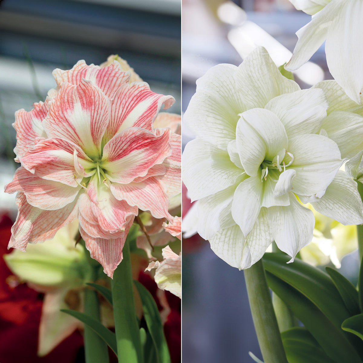 Collection de 2 Amaryllis rose et blanche - Amaryllis Happy Nymph, White Nymph - Plantes