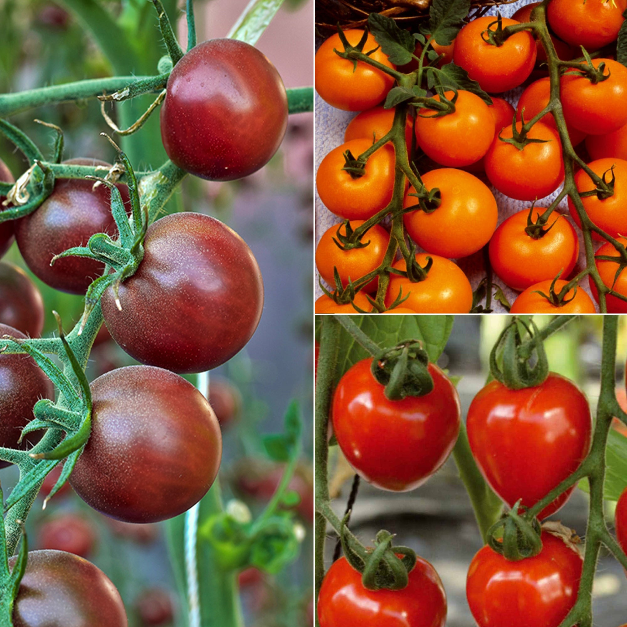 Collection de Tomates cerises - Collection tomates cerises - Potager