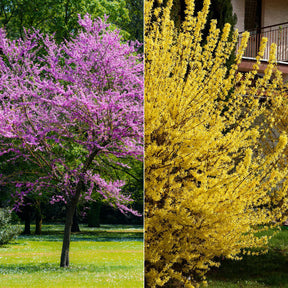 Collection de 2 arbustes : Forsythia et Arbre de Judée