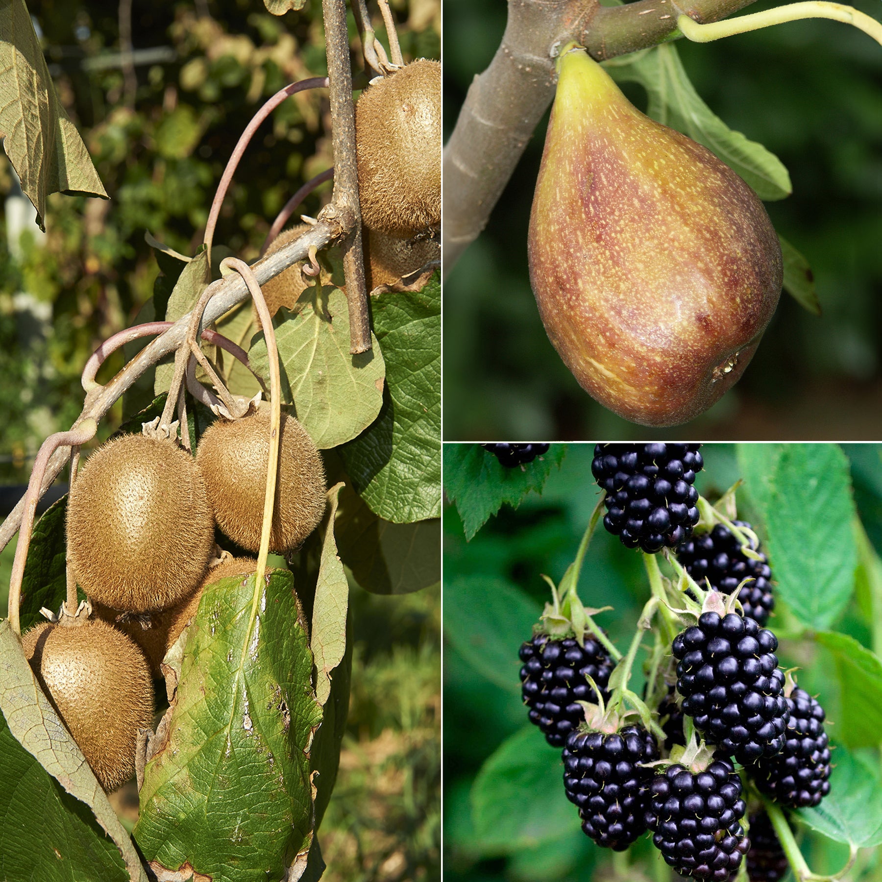 Collection de 3 fruitiers d'été : Figuier, Mûrier, Kiwi - Morus nigra 'mulle', ficus gustissimo 'perretta', actinidia delciosio - Plantes