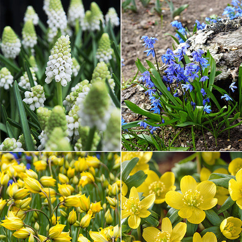 70 Bulbes de fleurs Butterfly Food en mélange