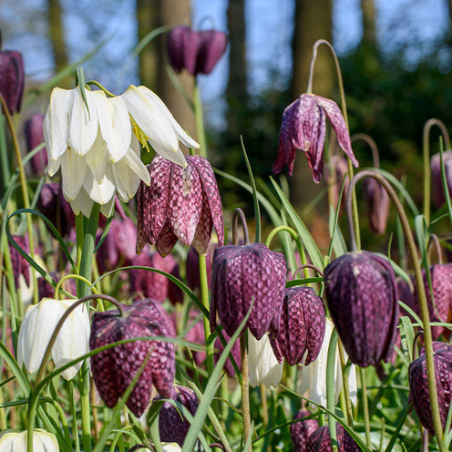 70 Bulbes de fleurs Butterfly Food en mélange