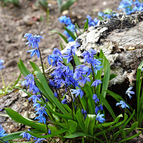 70 Bulbes de fleurs Butterfly Food en mélange