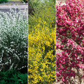 Haie de 3 Genêts : blanc, rouge, jaune