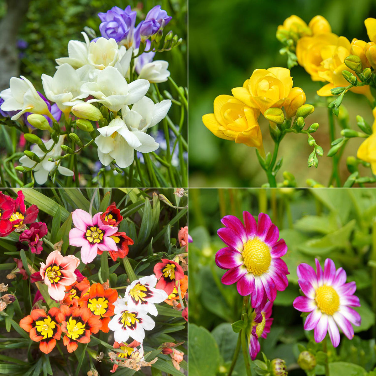 30 Bulbes de fleurs d'été en mélange - Willemse