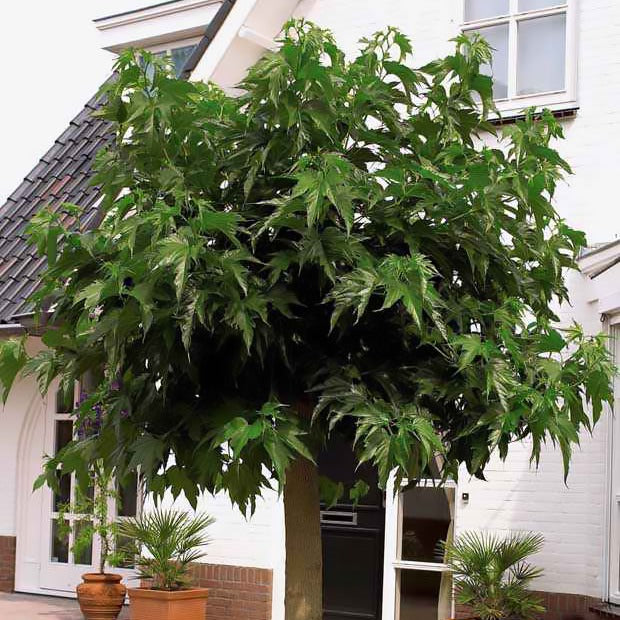 Mûrier à grandes feuilles - Morus alba macrophylla