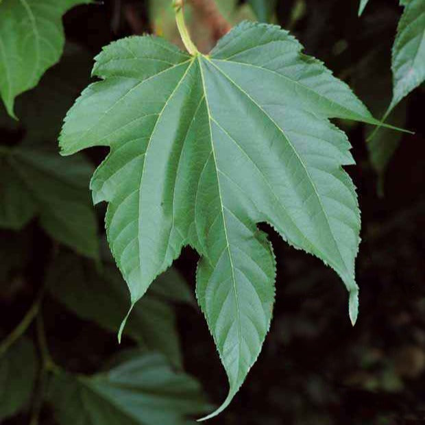 Mûrier à grandes feuilles - Morus alba macrophylla