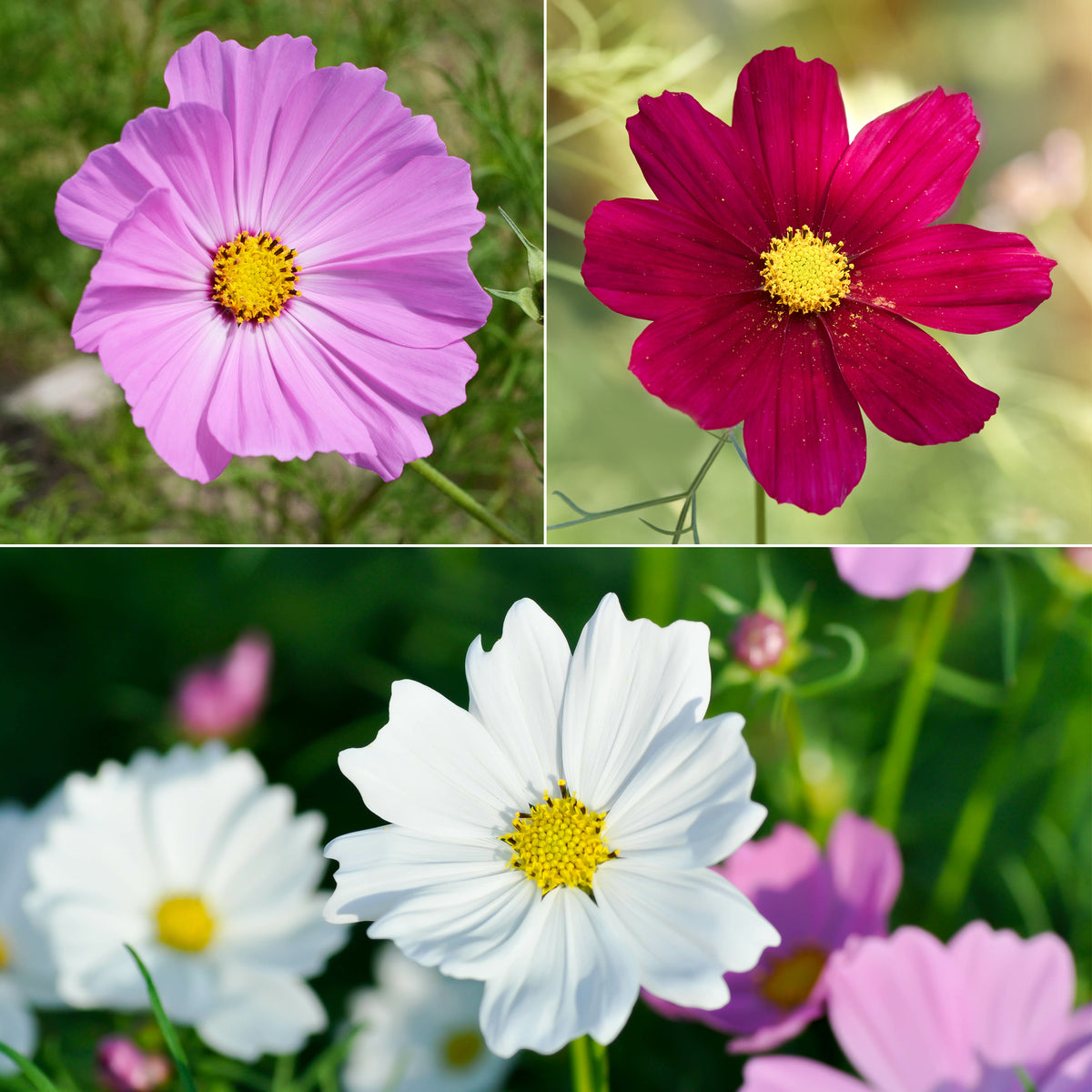 Cosmos Sensation en mélange - Willemse