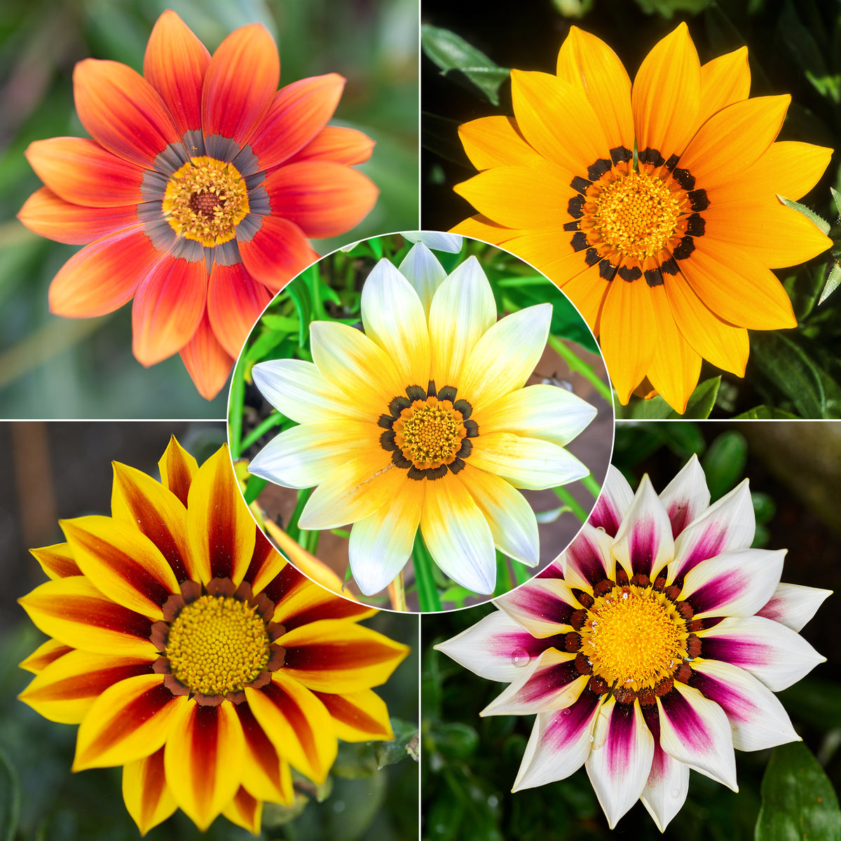 3 Gazanias en mélange - Willemse