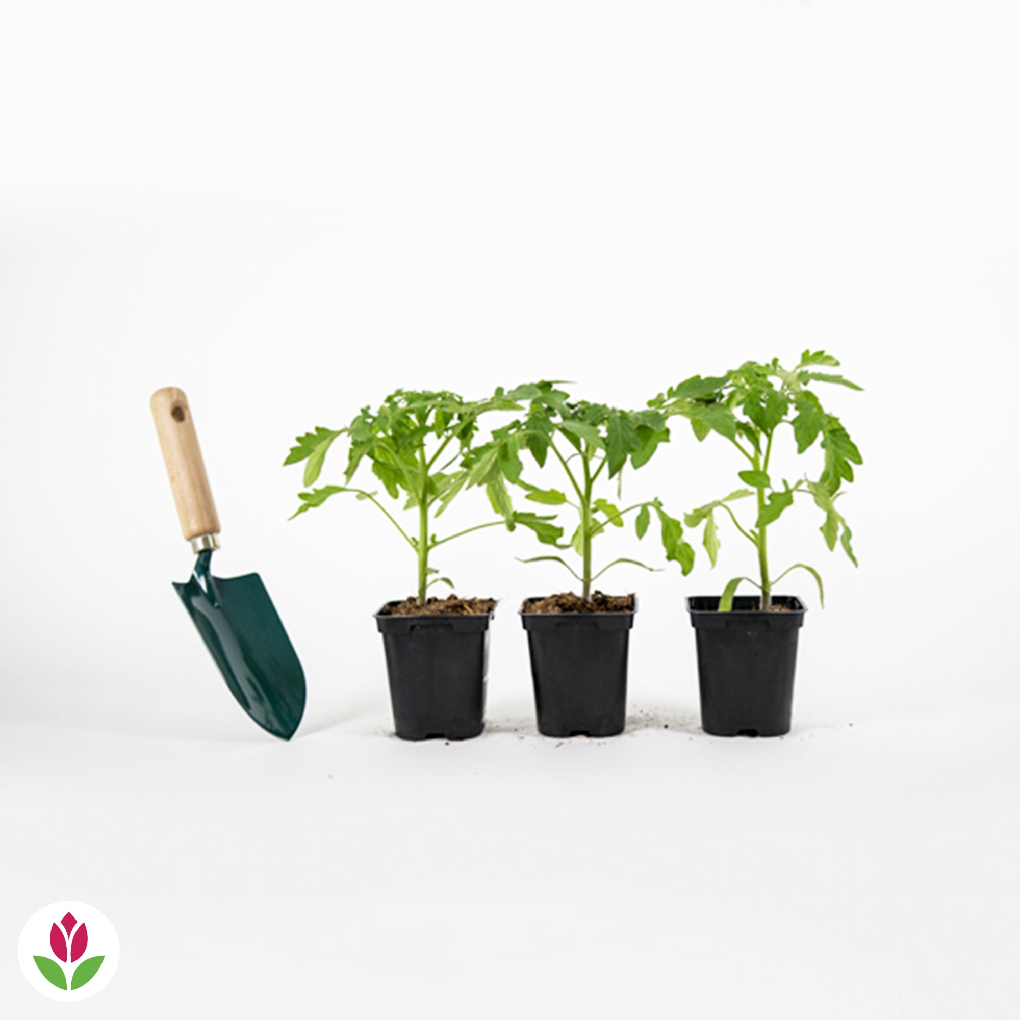 3 Plants de Tomate Noire de Crimée