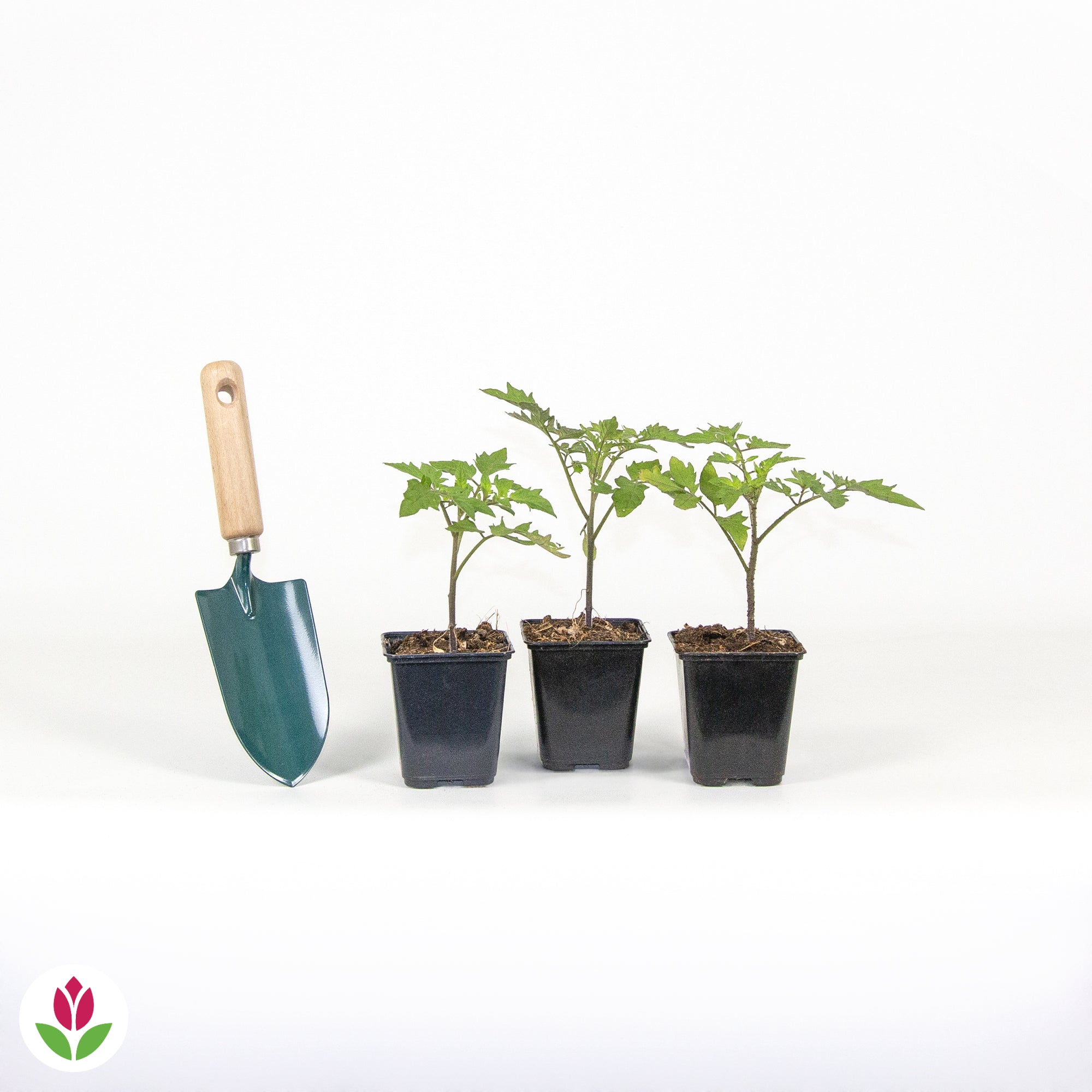 3 Plants de Tomate Grappe Premio F1