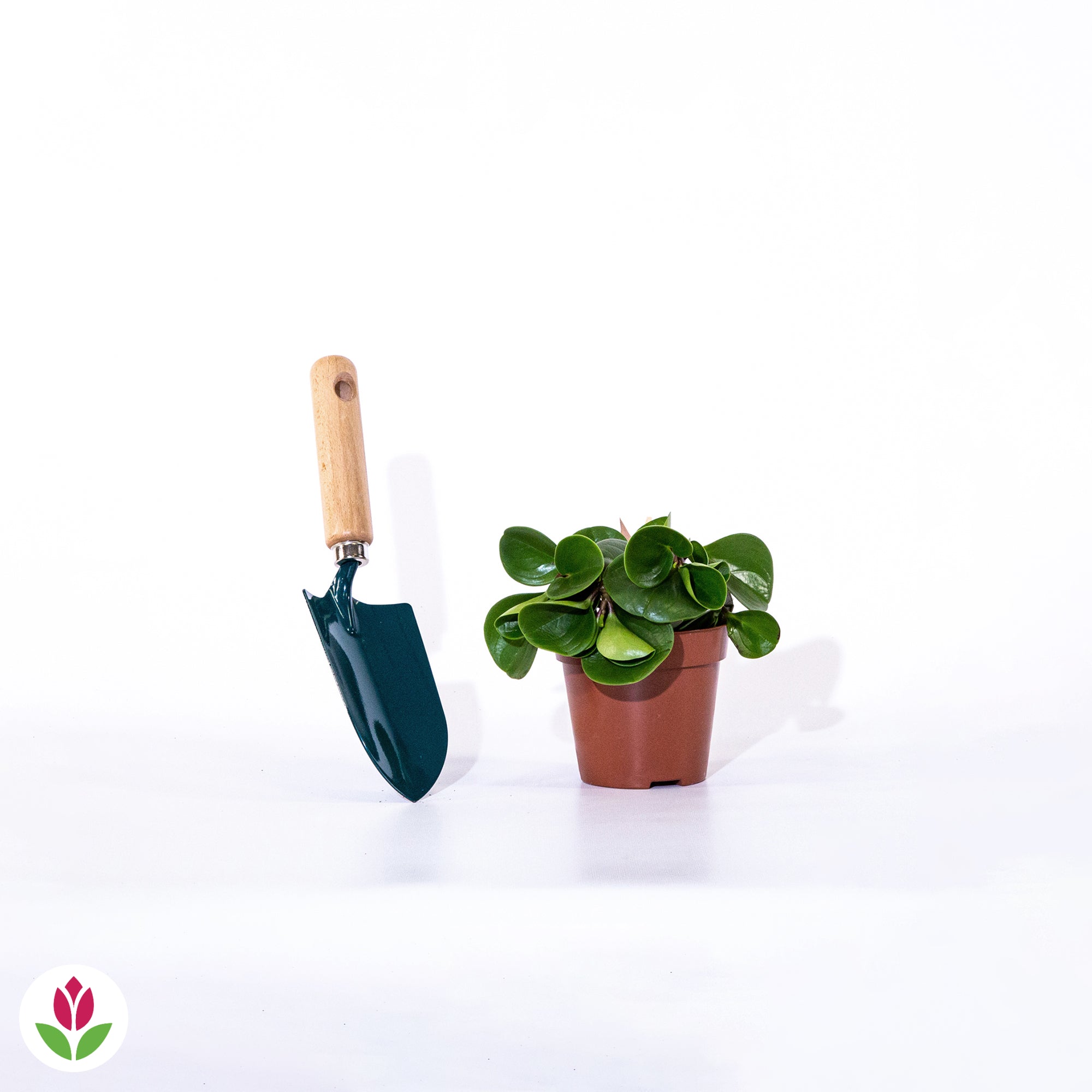 Peperomia Green