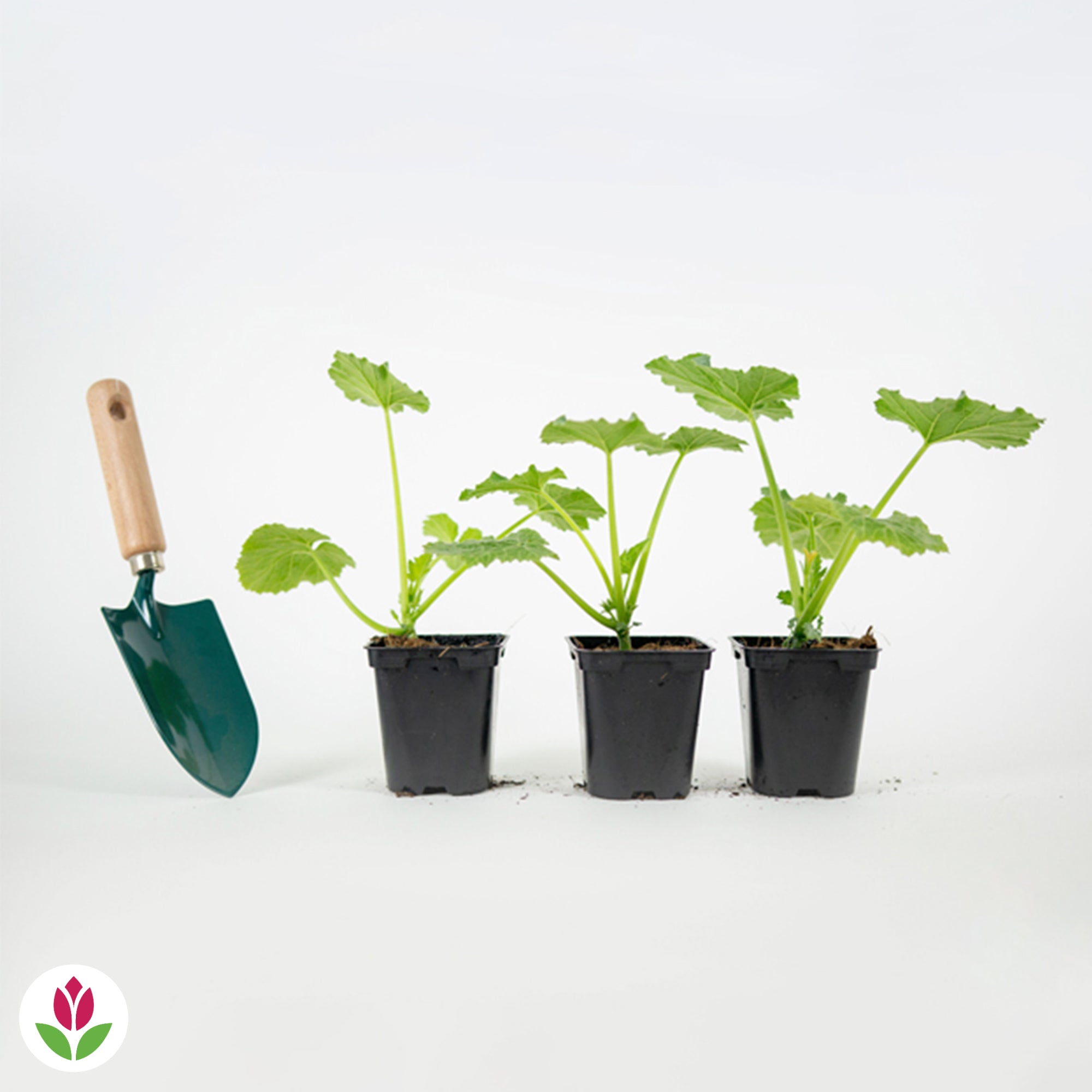 3 Plants de Courgette Ronde de Nice