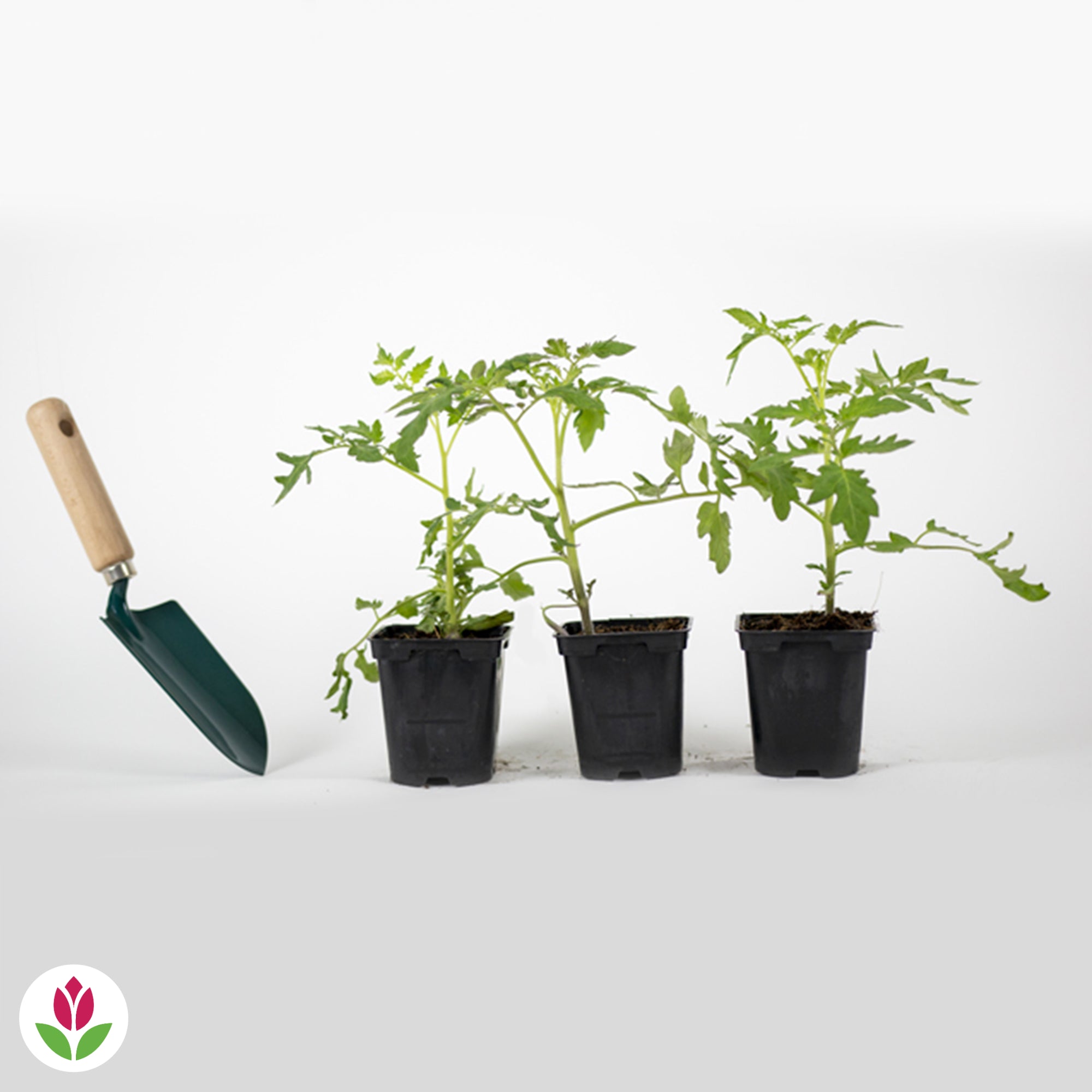 3 Plants de Tomate Green Zebra