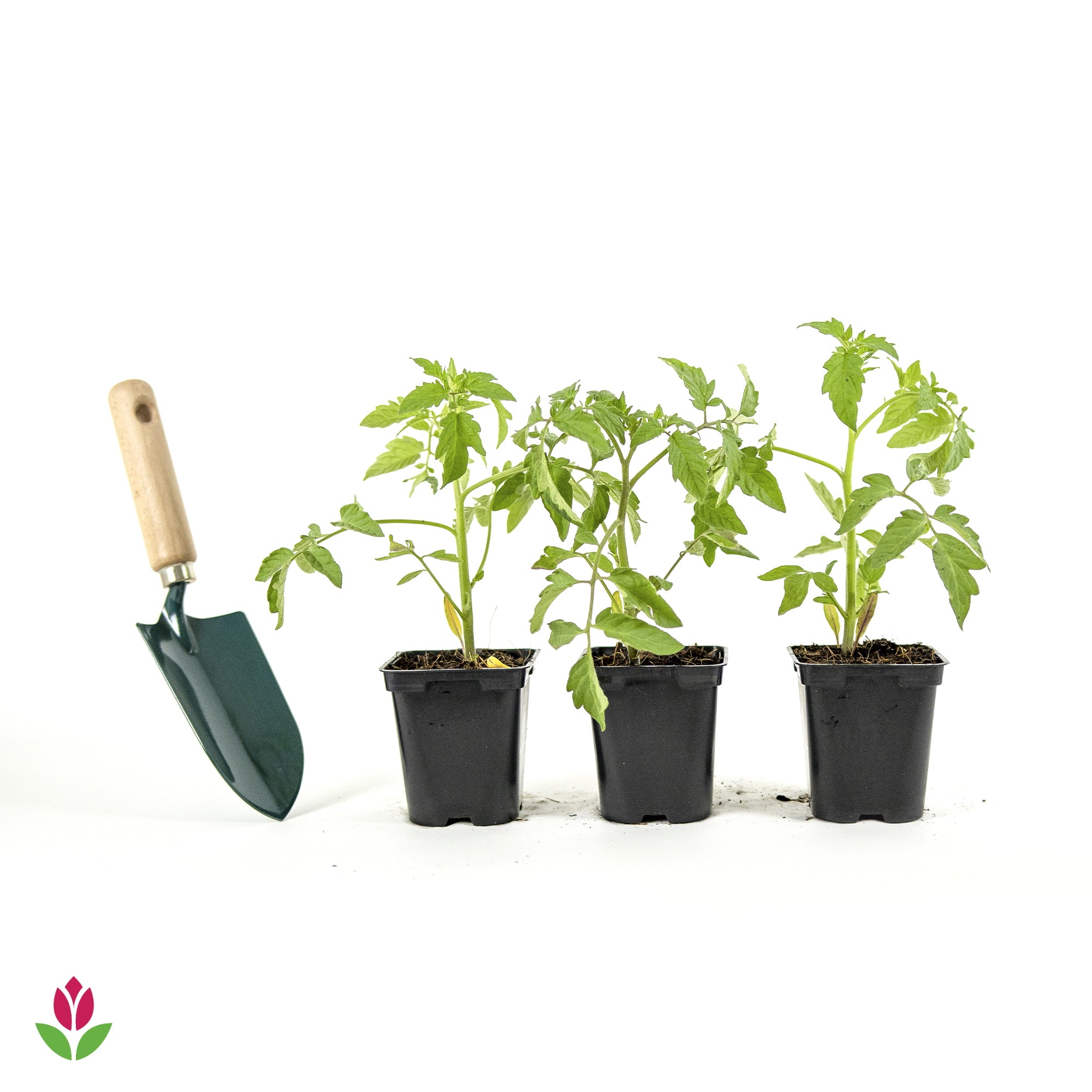 3 Plants de Tomate Montfavet F1