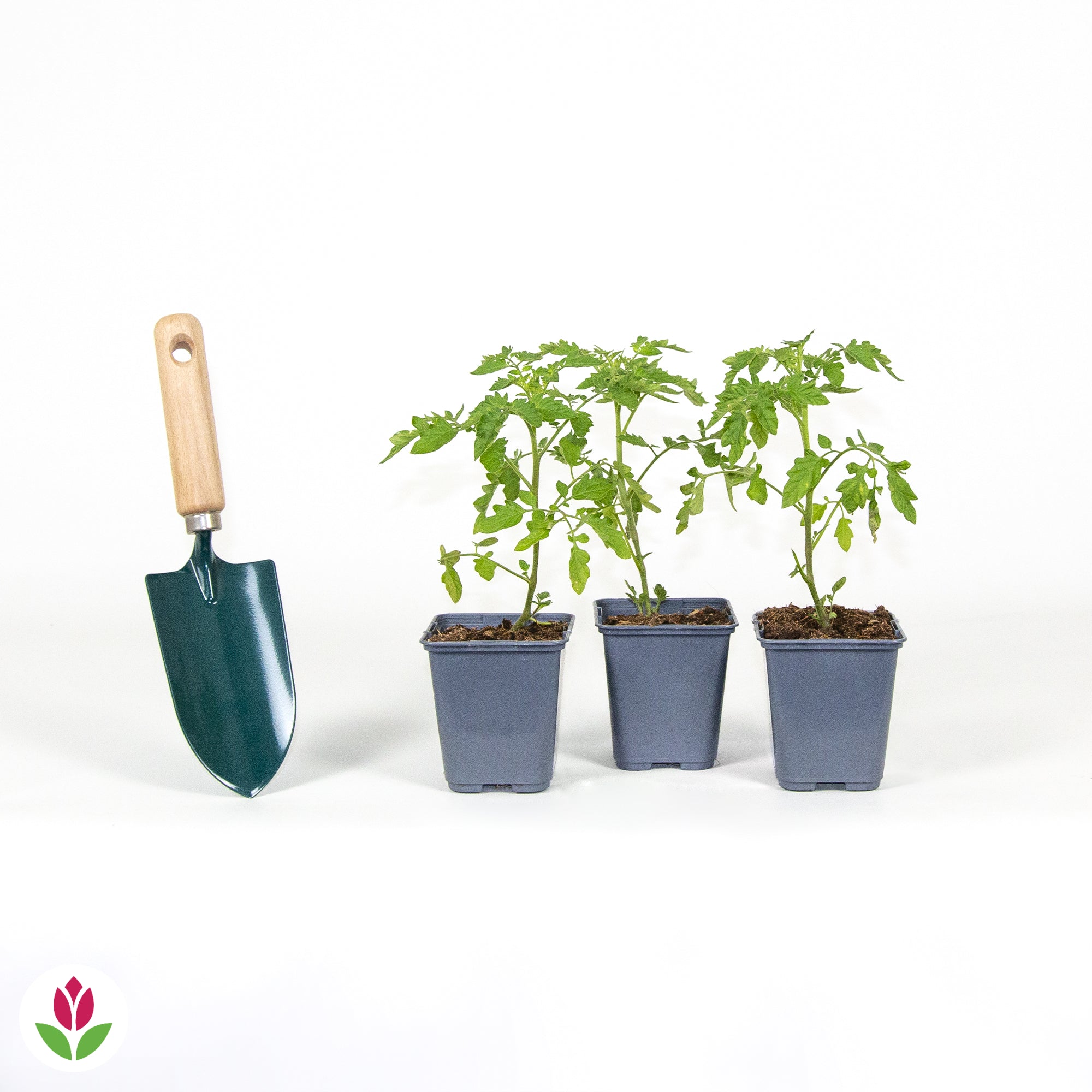 3 Plants de Tomate Cerise Gusta Mini Yellow F1