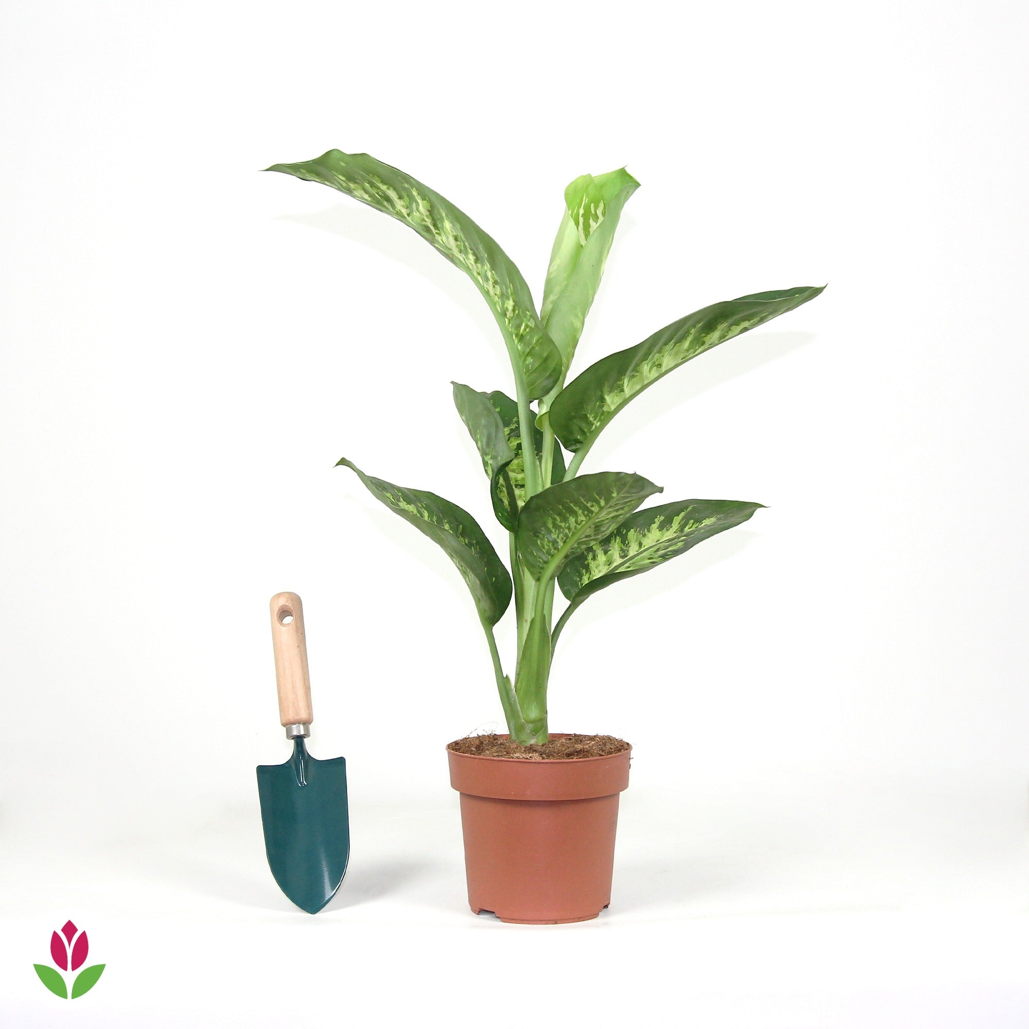 Dieffenbachia Tropic Snow