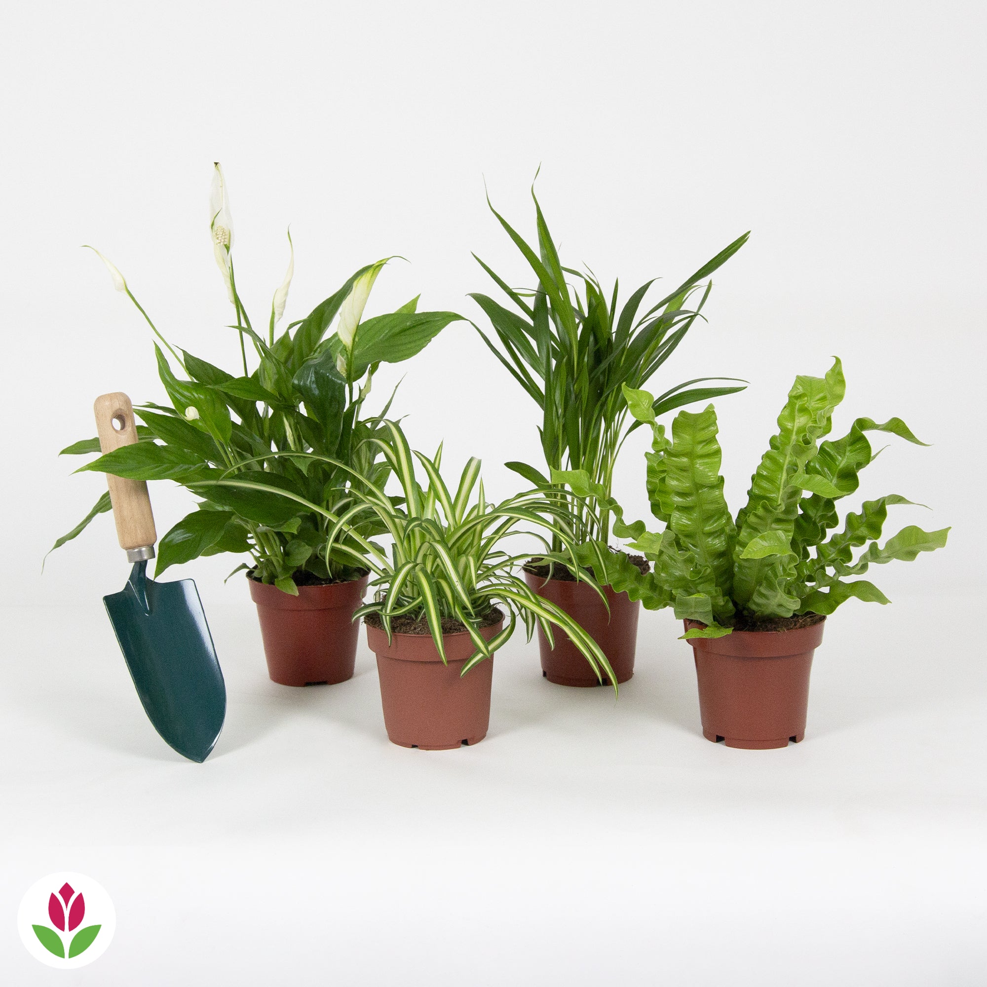 Collection de 4 plantes dépolluantes