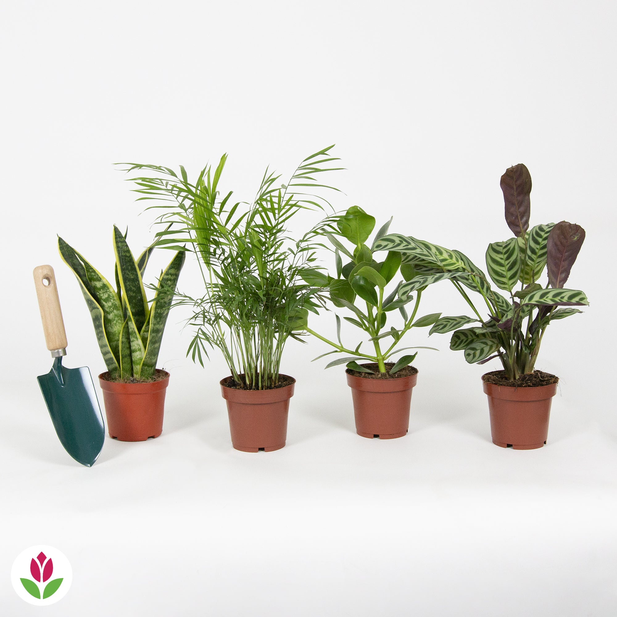 Collection de 4 plantes d'intérieur faciles