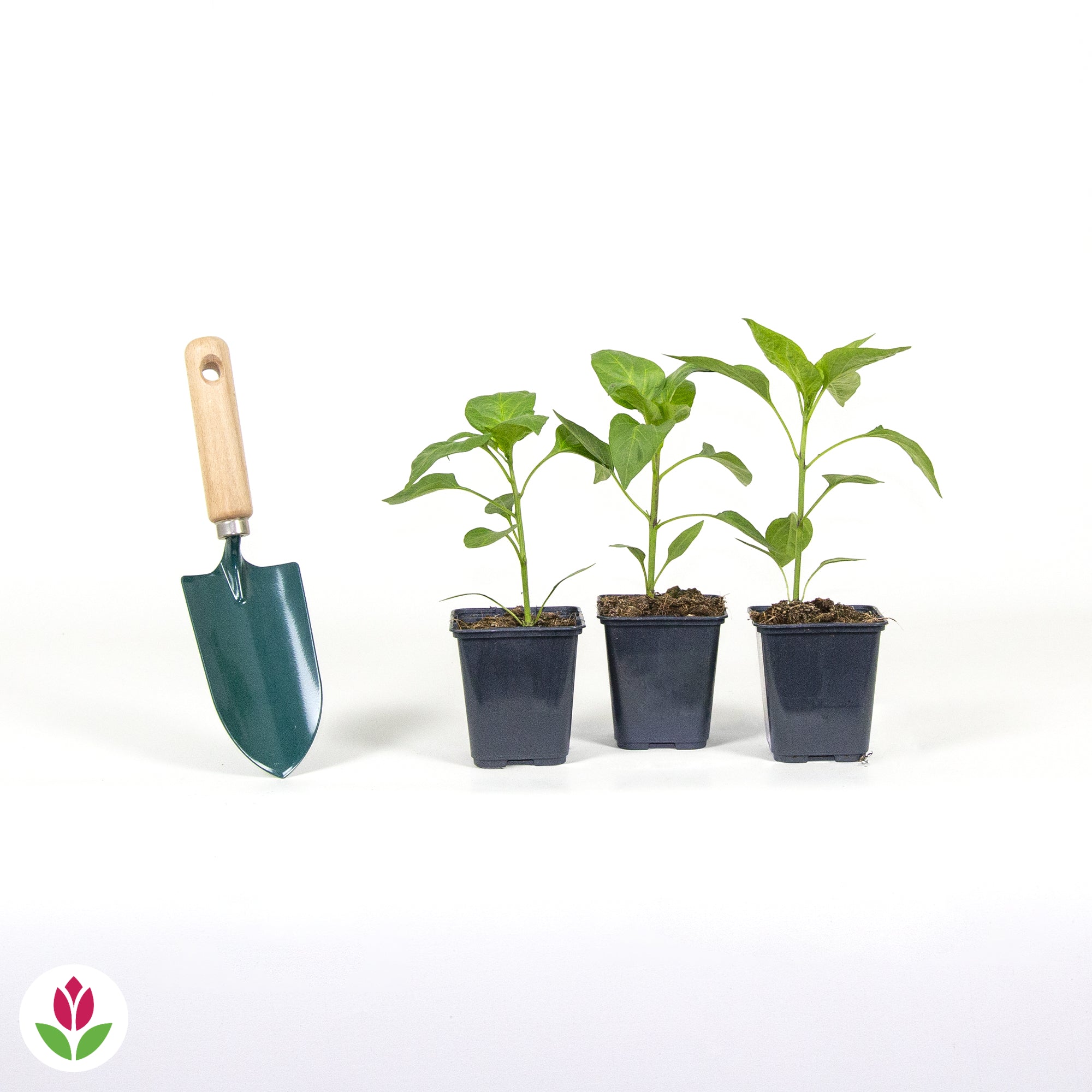 3 Plants de Piment Gorria