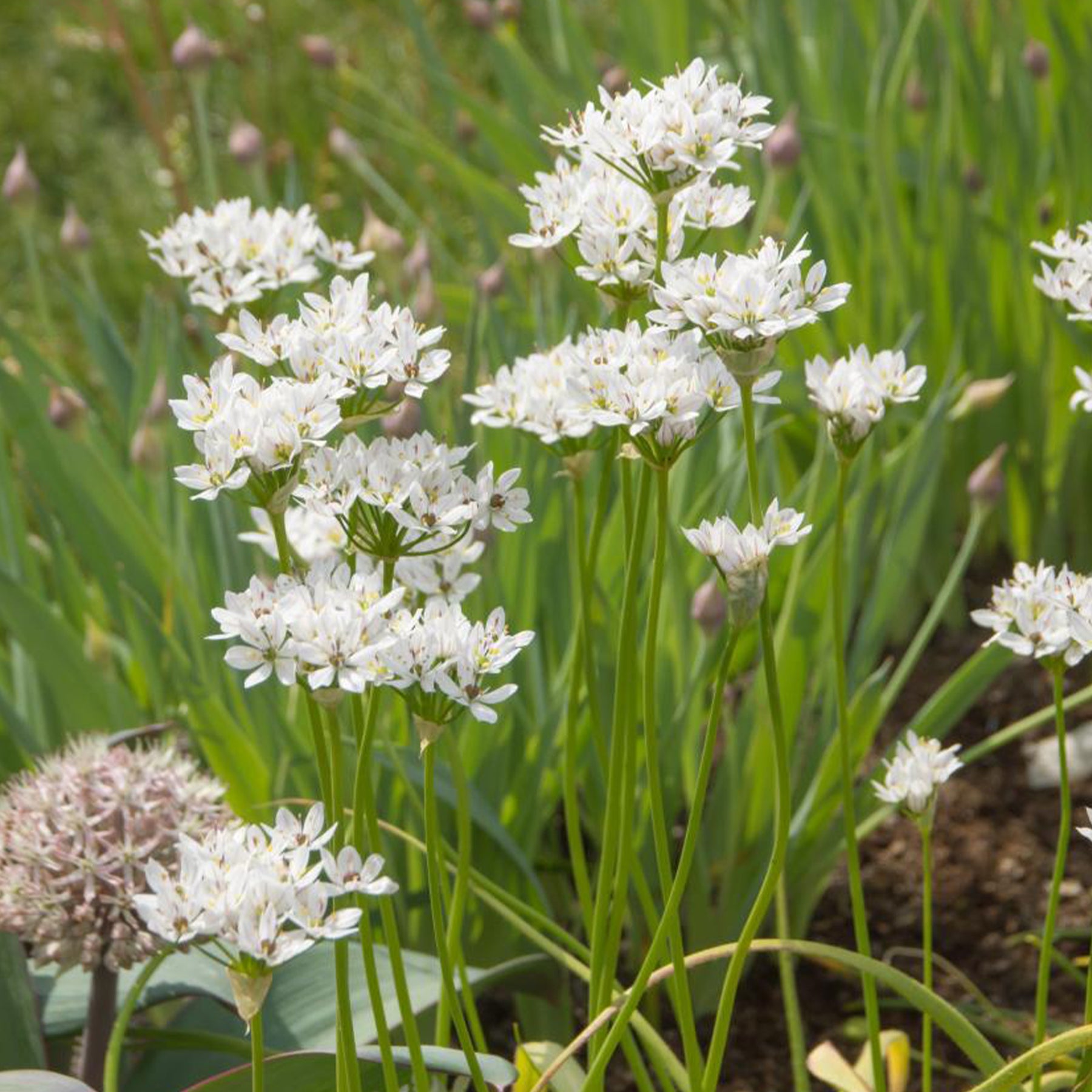 50 Alliums d'ornement de Naples - Willemse