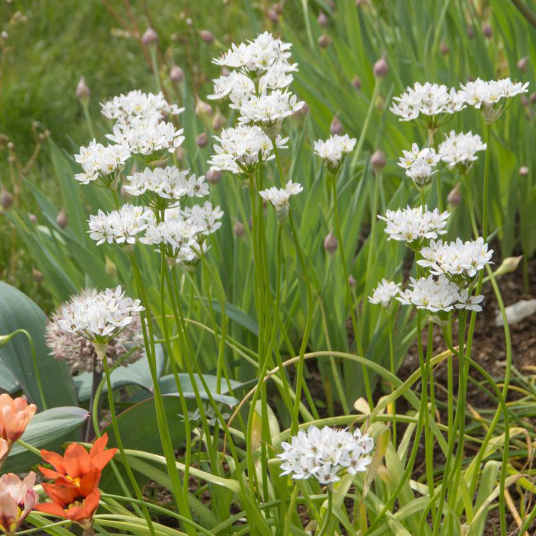 Allium neapolitanum - 50 Alliums d'ornement de Naples - Allium