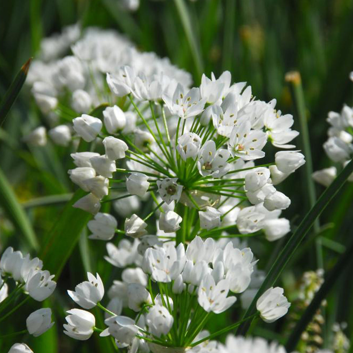 50 Alliums d'ornement de Naples - Allium neapolitanum - Willemse