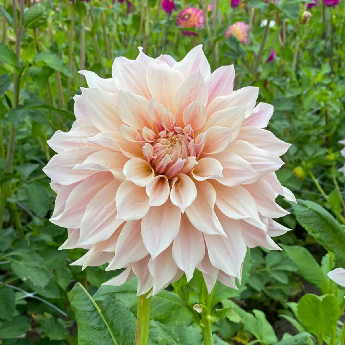 3 Dahlias Café au lait - Dahlia Café au Lait - Willemse