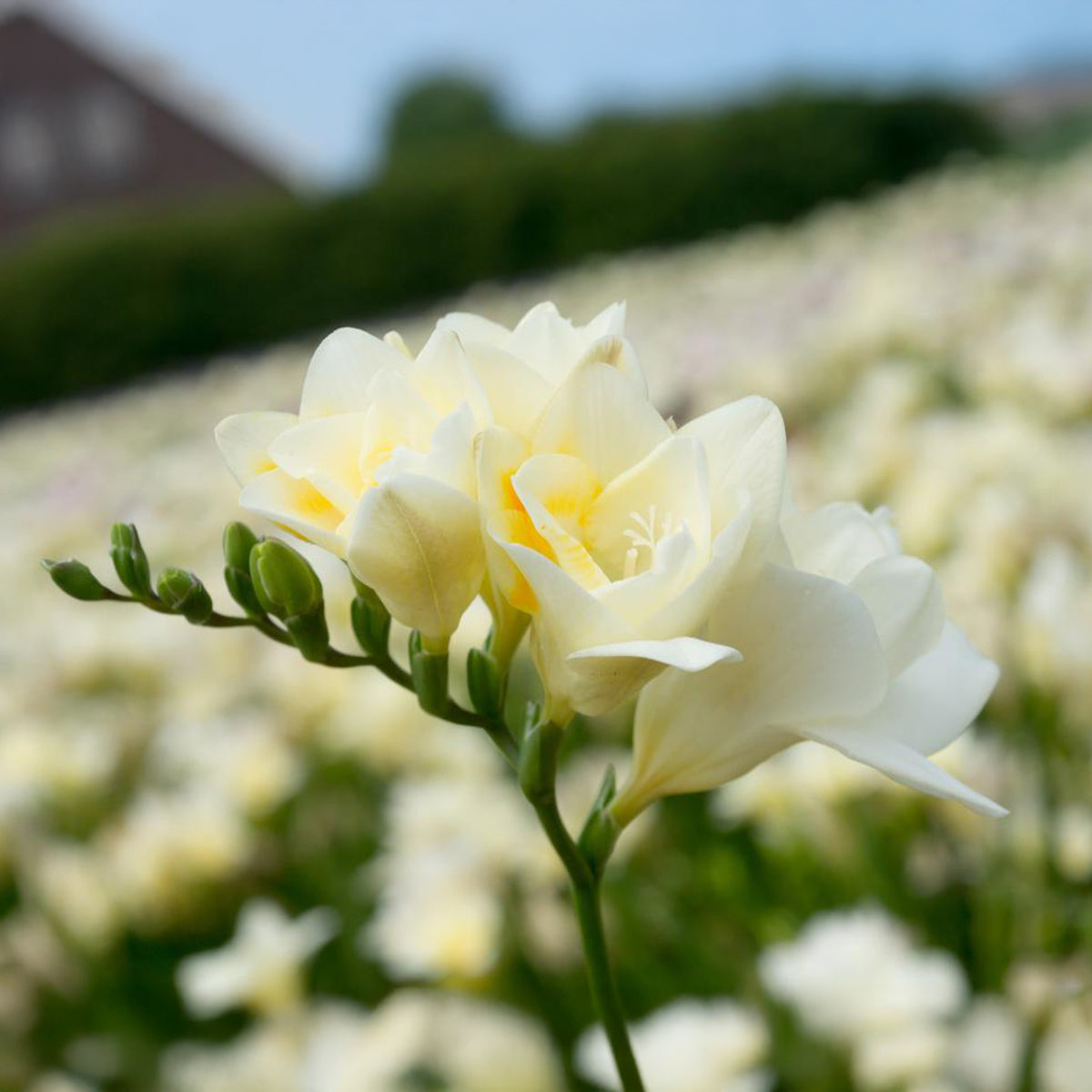 25 Freesias à fleurs doubles blanches - Willemse