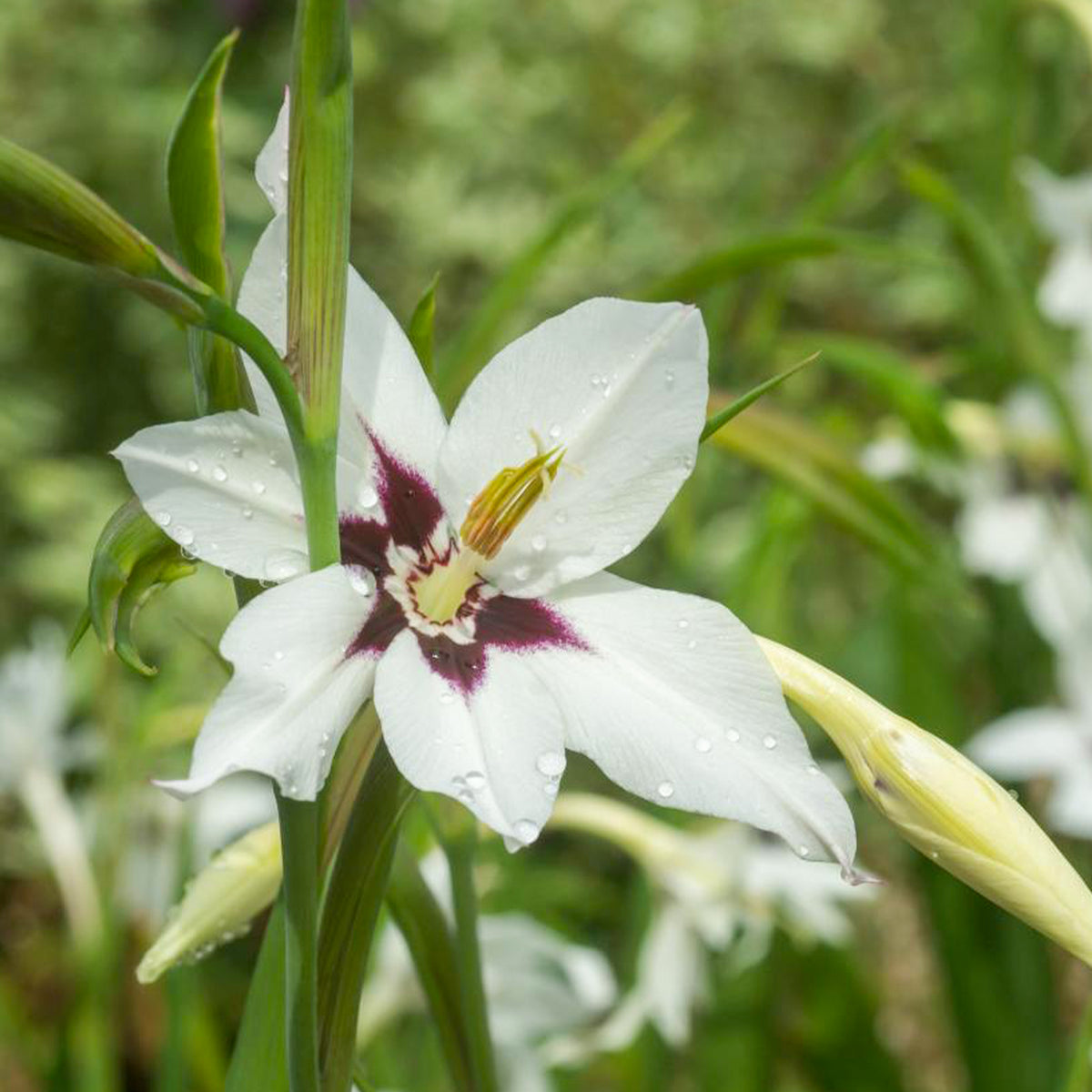 30 Glaïeuls dAbyssinie - Willemse