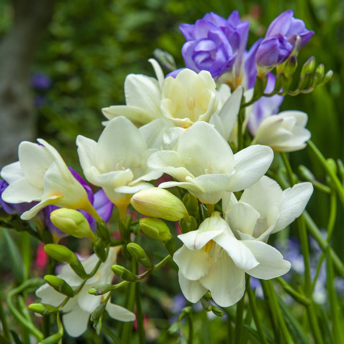 30 Bulbes de fleurs d'été en mélange