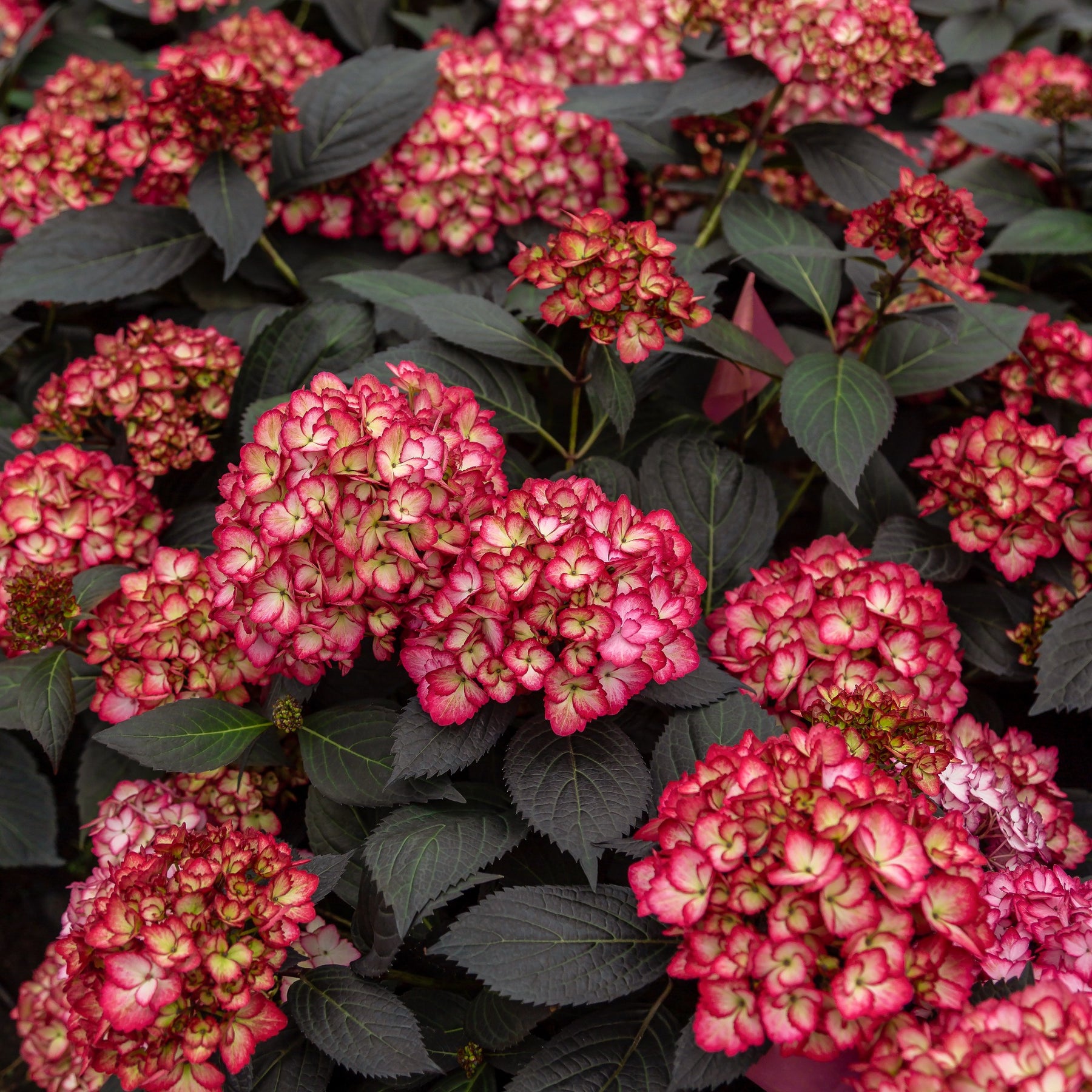 Hortensia Eclipse® 'Bailmacseven'