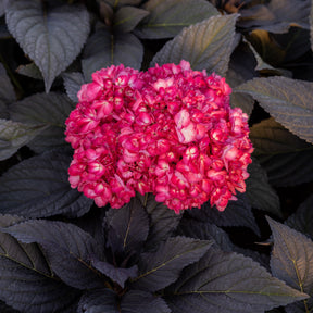 Hortensia Eclipse® 'Bailmacseven'