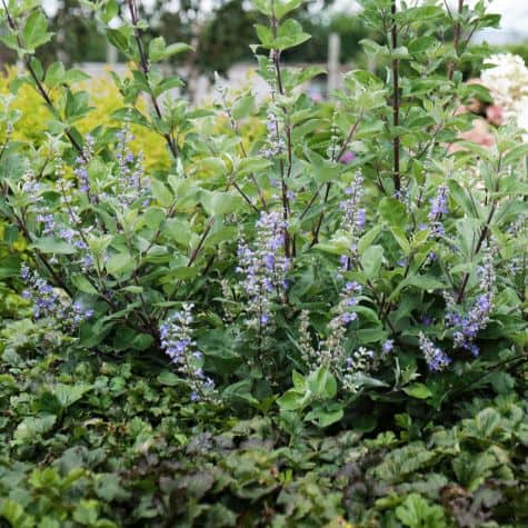 Vitex x Chicagoland Blues 'Daniel Searl'