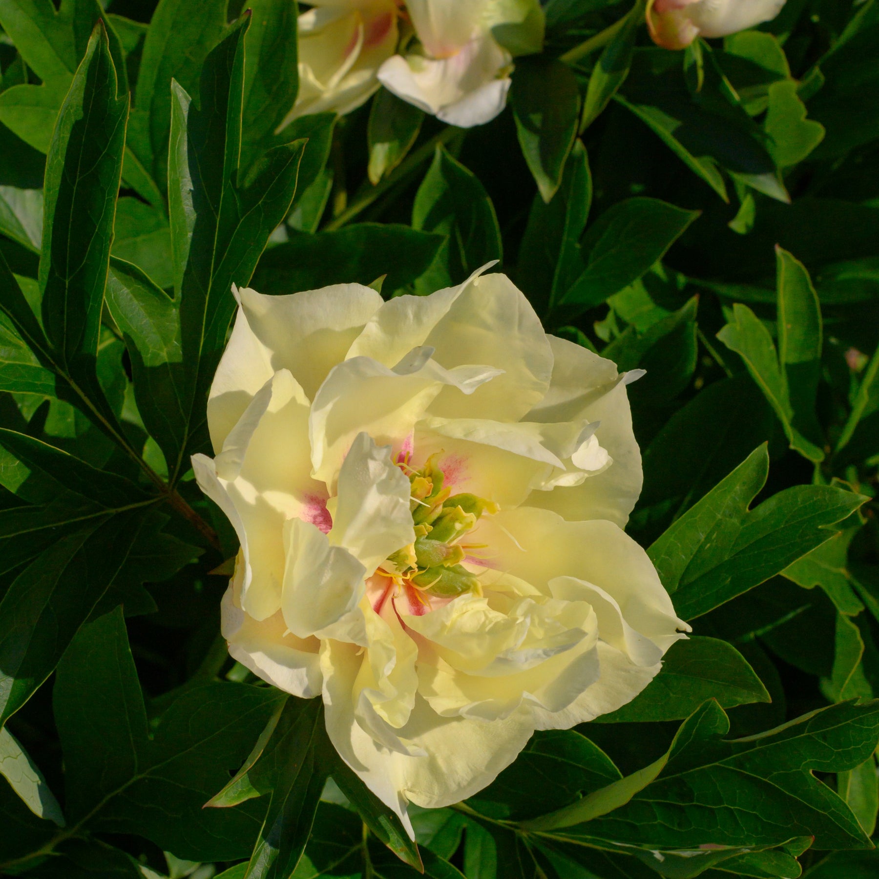 Pivoine Itoh Canary Brilliants