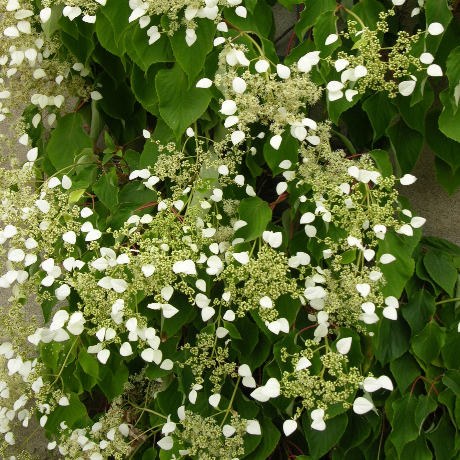 Vente Hortensia grimpant du Japon - Schizophragma hydrangeoïdes