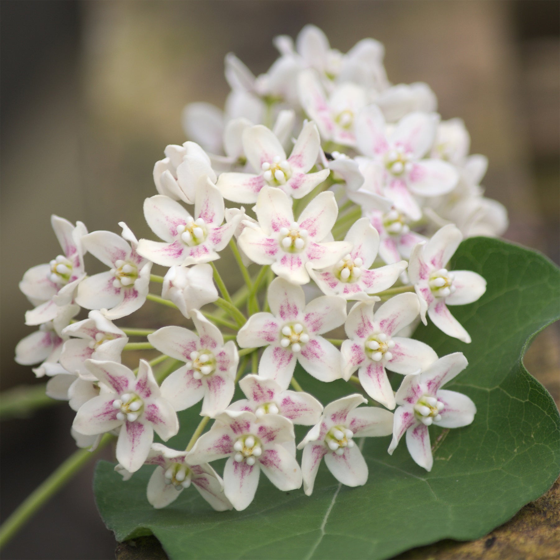 Dregea sinensis - Wattakaka sinensis - Drégée de Chine - Plantes grimpantes