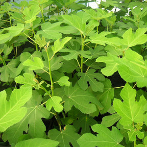 Figuier Goutte d'Or - Ficus carica Goutte d'Or - Willemse