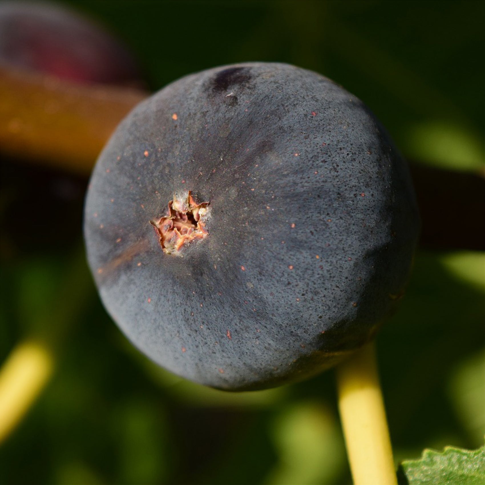 Ficus carica Ronde de Bordeaux - Figuier Ronde de Bordeaux - Figuier