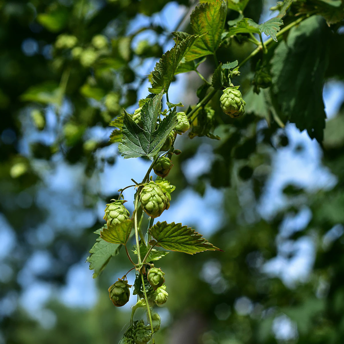 Houblon Cascade - Willemse