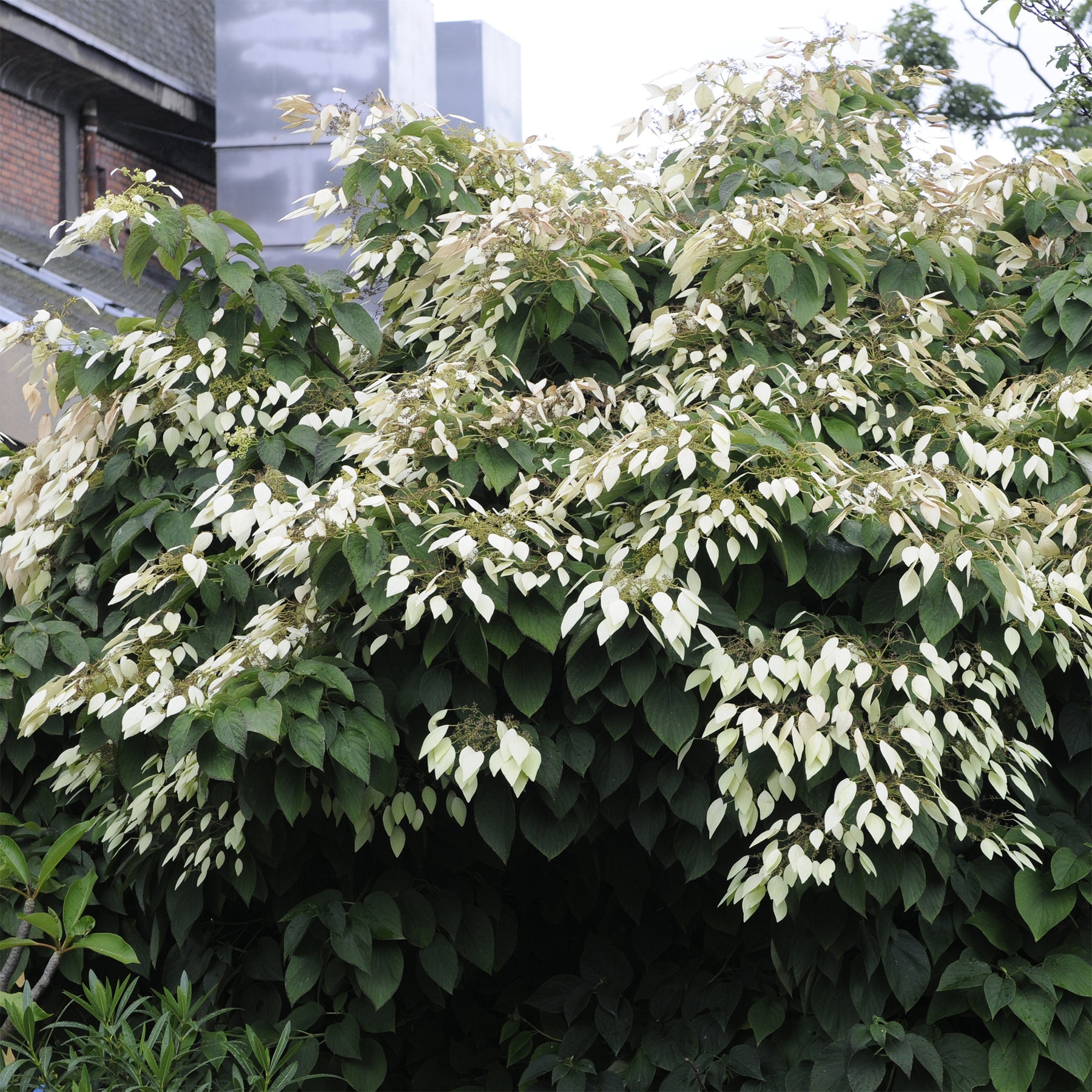 Hortensia grimpant de Chine - Schizophragma - Willemse