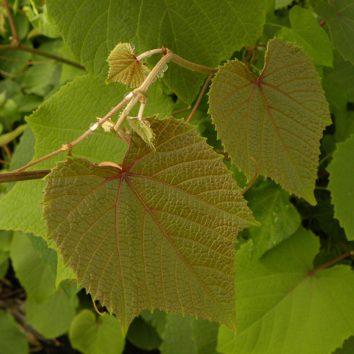 Vigne d’ornement Sunning Dale - Willemse