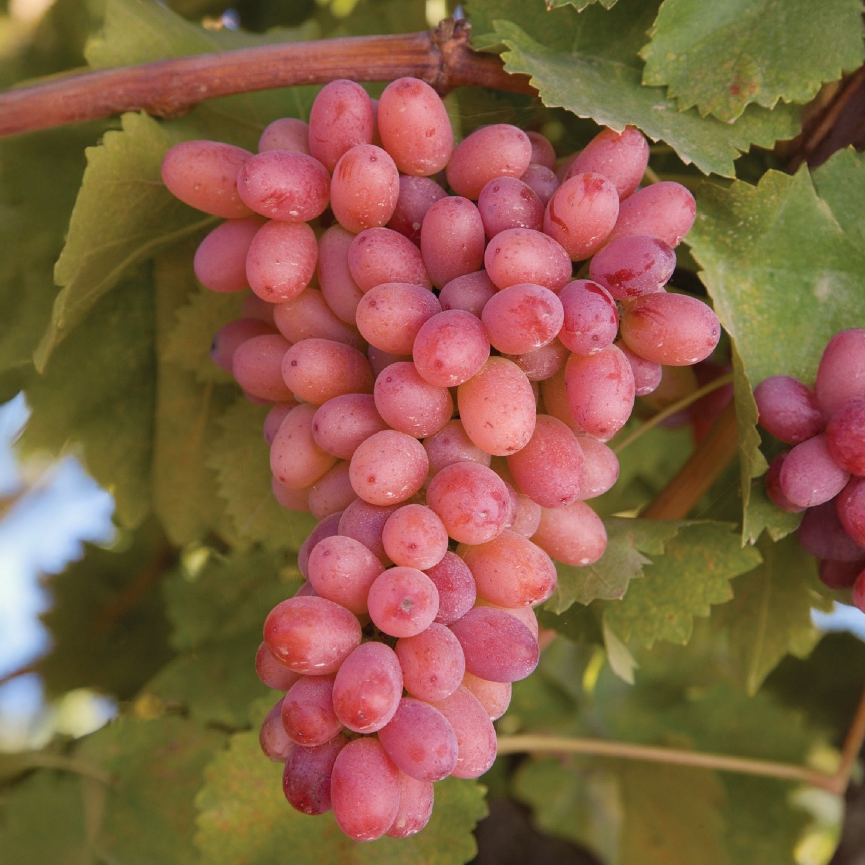 Vigne sans pépins Crimson Seedless - Willemse