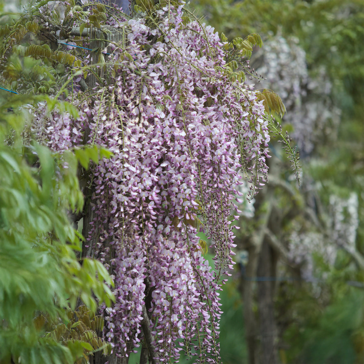 Glycine du Japon Honbeni - Willemse