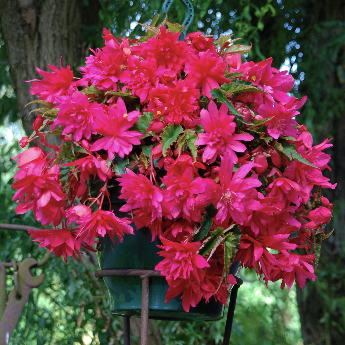 5 Bégonias retombants roses - Begonia pendula Pink - Willemse