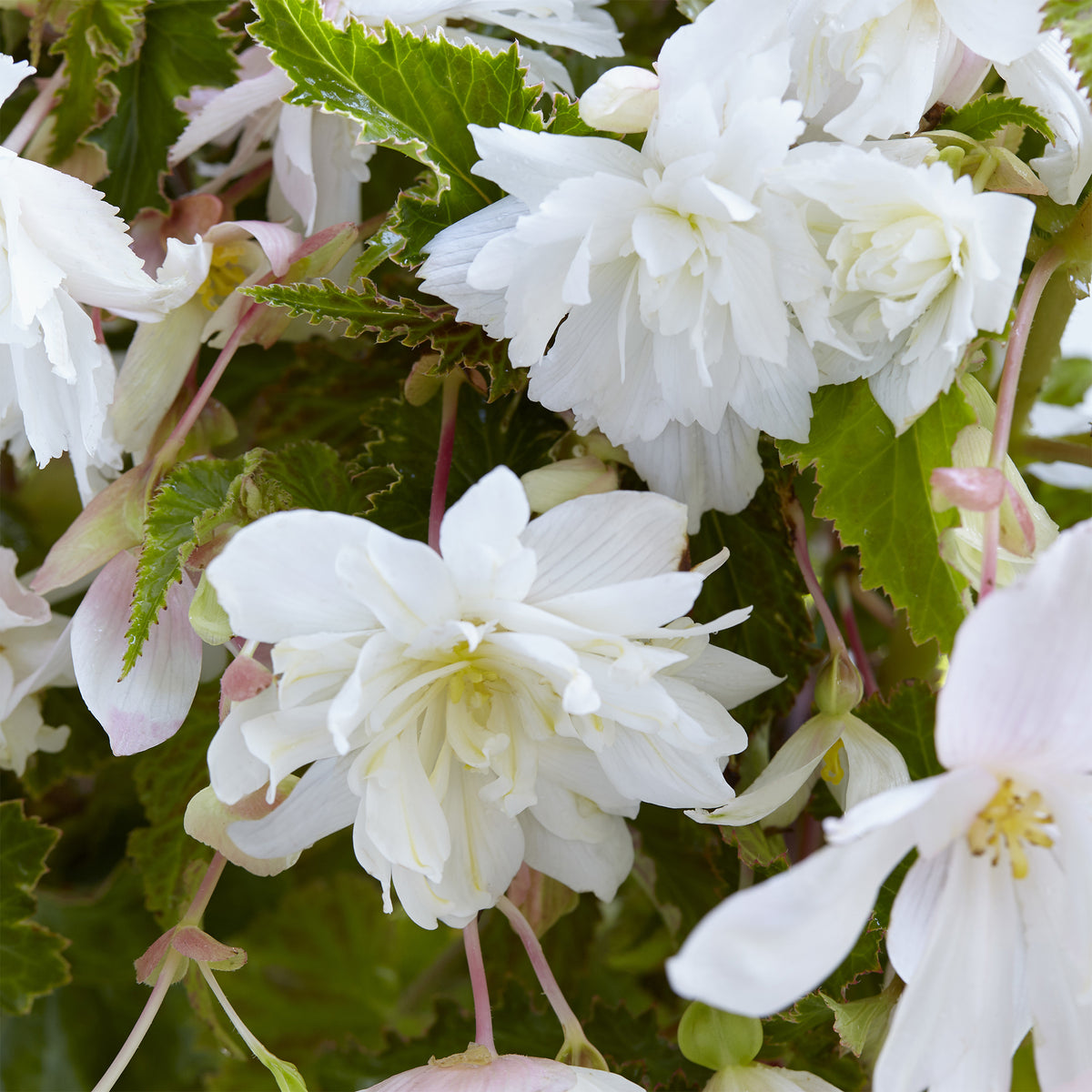 5 Bégonias retombants blancs - Begonia pendula White - Willemse