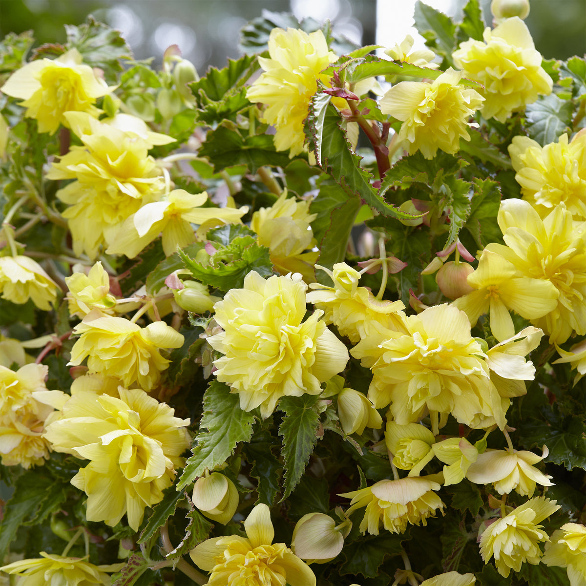 5 Bégonias retombants jaunes - Begonia pendula Yellow - Willemse