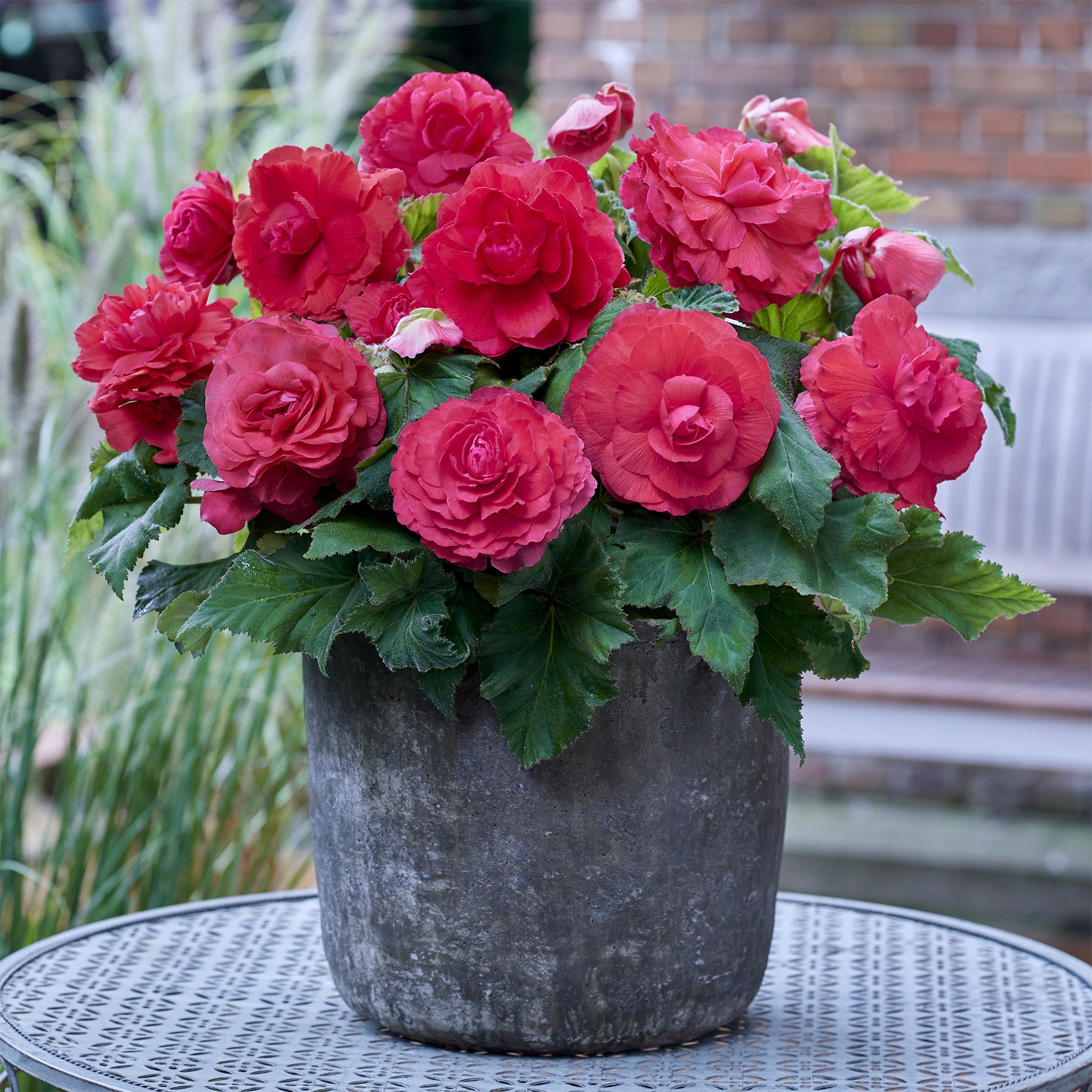 5 Bégonias doubles roses - Willemse