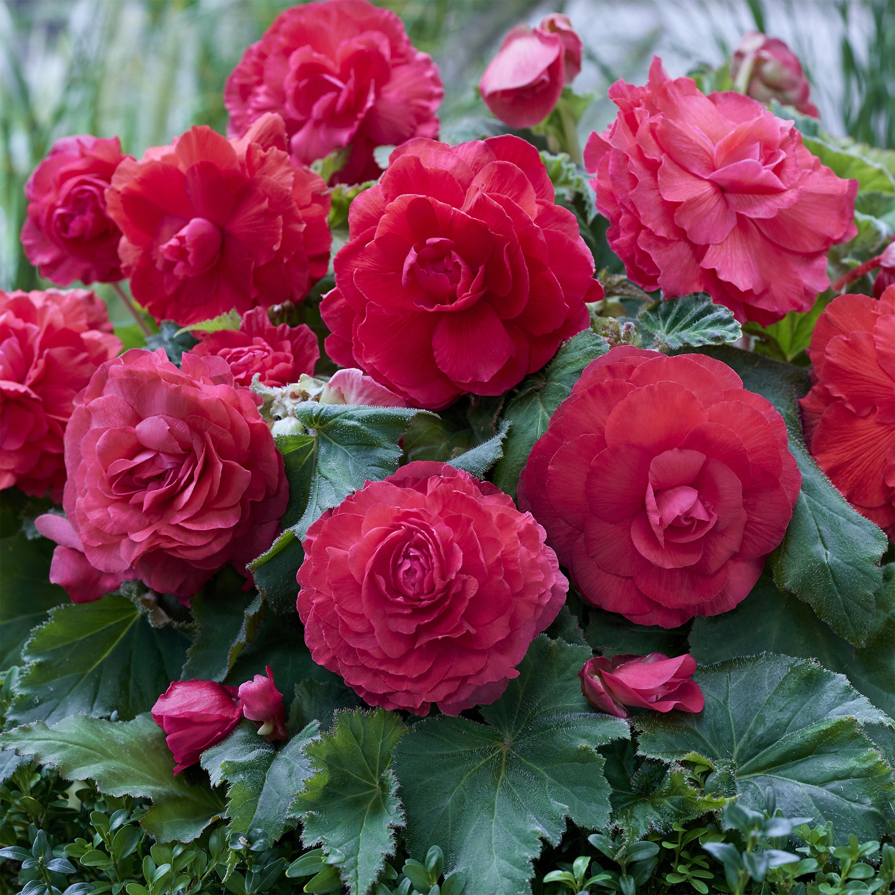 5 Bégonias doubles roses - Begonia superba Pink - Willemse